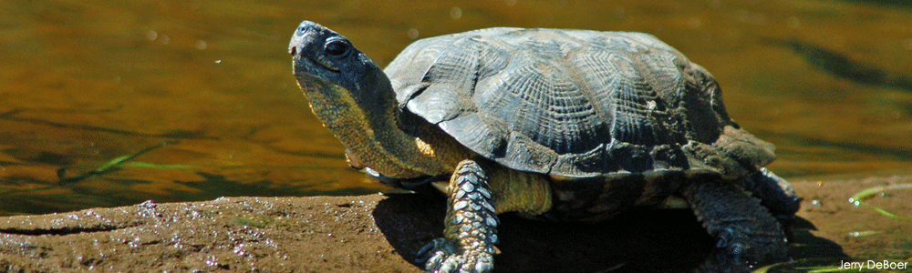 Mission | Wisconsin Wetlands Association