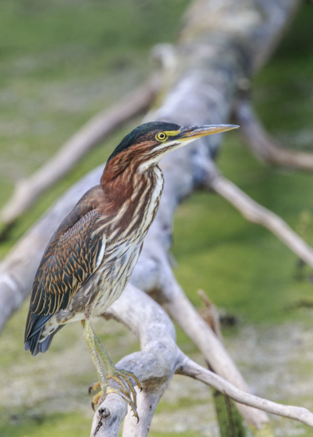 Raising our voices for wetlands | Wisconsin Wetlands Association