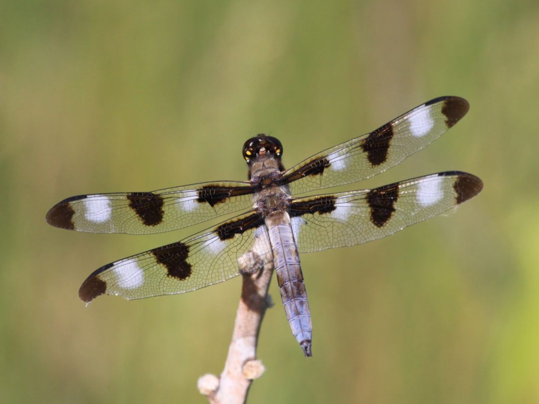 6 dragonflies and damselflies to know | Wisconsin Wetlands Association