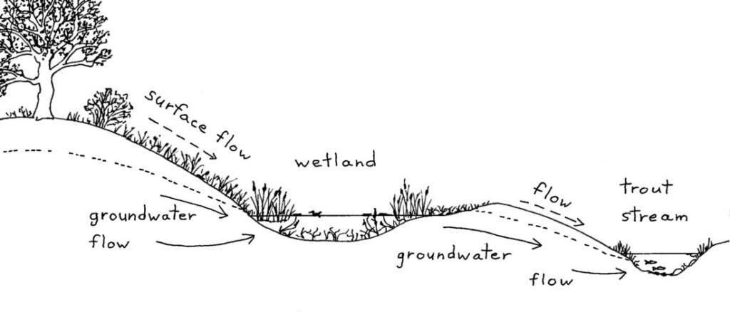 Wetlands and groundwater: It’s all connected | Wisconsin Wetlands ...