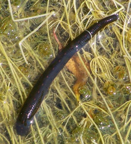 Why I love leeches  Wisconsin Wetlands Association