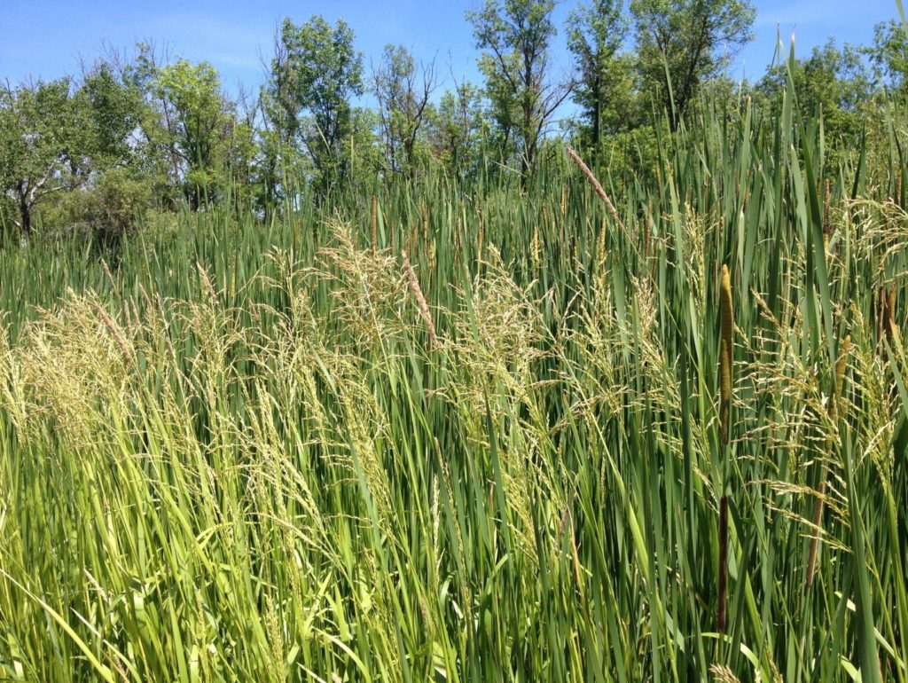 Spotting reed mannagrass in your wetland | Wisconsin Wetlands Association