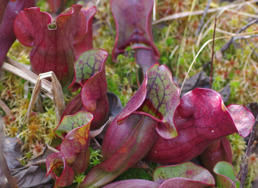 Strange Bacteria | Wisconsin Wetlands Association