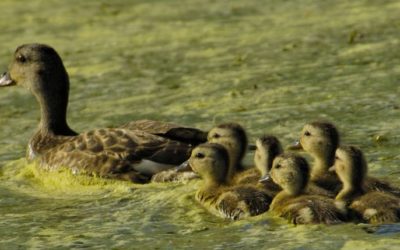 Wisconsin Wetlands Association | Helping People Care For Wetlands.