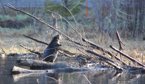 Beavers As Restoration Partners | Wisconsin Wetlands Association