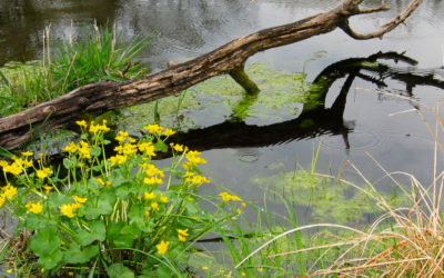 Finding hope and connection in wetlands