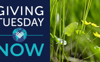 How you can support wetlands for Giving Tuesday now