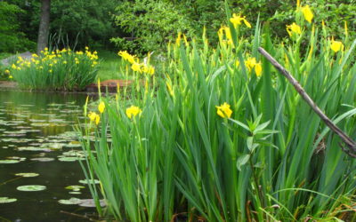 Love that yellow iris in your wetland? Think again…