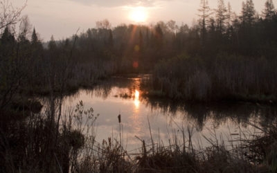 What wetlands can teach us about change