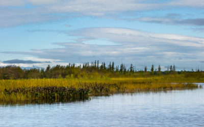 Seizing opportunities to build climate resilience with wetlands