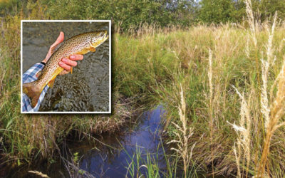 Why trout need wetlands