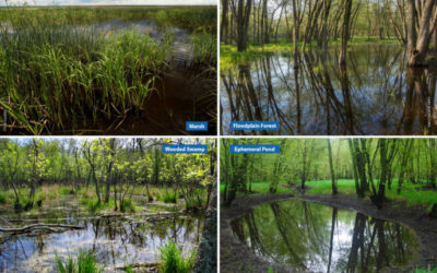 How to identify Wisconsin’s common wetland types, Part I