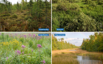 How to identify Wisconsin’s common wetland types, Part II