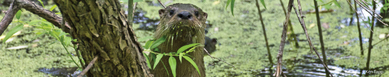 About | Wisconsin Wetlands Association