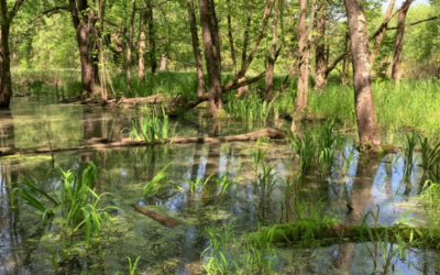 From the Director: The gentle nature of floodplains