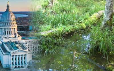Bill supporting wetland restoration for flood resilience introduced at the WI State Capitol