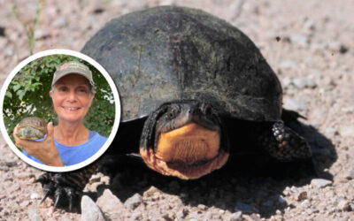 Wetland Coffee Break: Let’s talk turtles!