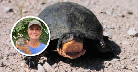 Wetland Coffee Break: Let’s talk turtles! | Wisconsin Wetlands Association