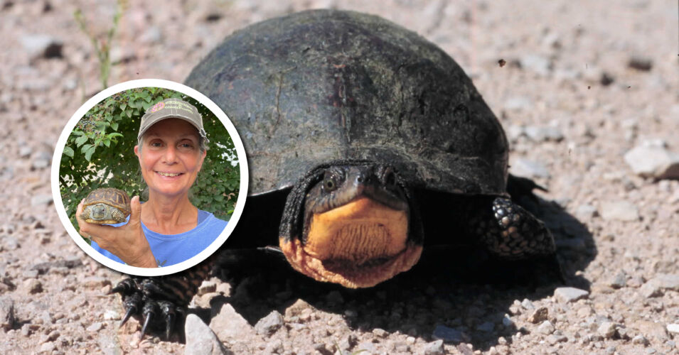 Wetland Coffee Break: Let’s talk turtles!