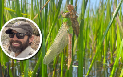 Wetland Coffee Break: Restoring the Little Yellow River watershed in central Wisconsin