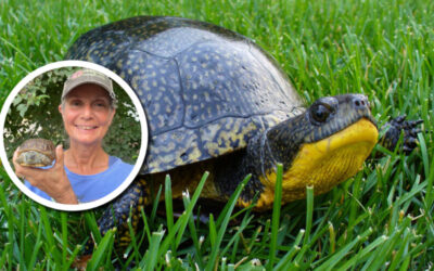 Wetland Coffee Break: Blanding’s turtle: A true wetland denizens