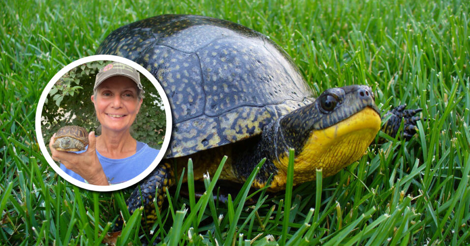 A small photo of presenter Rebecca Christoffel and a photo of a Blanding's turtle in grass.