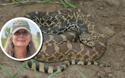 Wetland Coffee Break: An introduction to Wisconsin’s wetland-loving snakes