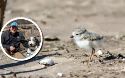 Wetland Coffee Break: Immediate avian response to restoration in Lower Green Bay