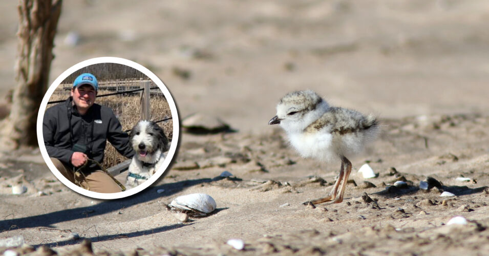 A photo of presenter Tom Prestby with his dog and a photo of a small shorebird chick on a beach.