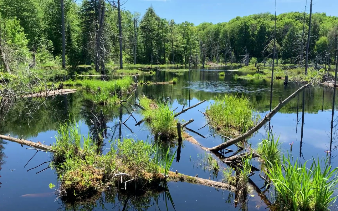 A photo of a large, beautiful beaver pond in the Penokee Hills.