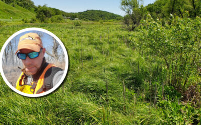 Wetland Coffee Break: Reed canarygrass: A comprehensive literature review for wetland managers