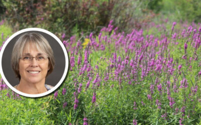 Wetland Coffee Break: Purple loosestrife biocontrol model in Wisconsin