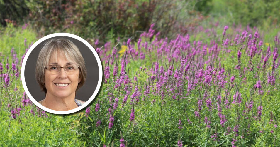 Wetland Coffee Break: Purple loosestrife biocontrol model in Wisconsin