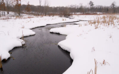 What does a possible federal funding “pause” mean for the Wisconsin Wetlands Association?